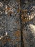 Name of Persepolis recorded in world’s scientific memory alongside newly discovered lichen