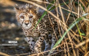 Strategic plan to be developed for preserving endangered species