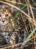 Strategic plan to be developed for preserving endangered species Strategic plan to be developed for preserving endangered species