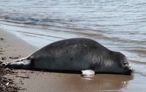 COP 7 in Tehran to focus on Caspian seal protection COP 7 in Tehran to focus on Caspian seal protection