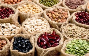 لوبیا چیتی از مرز التهاب گذشت لوبیا چیتی از مرز التهاب گذشت