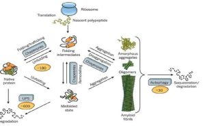 شناسایی جهش پروتئینی که باعث آب مروارید و نابینایی می‌شود